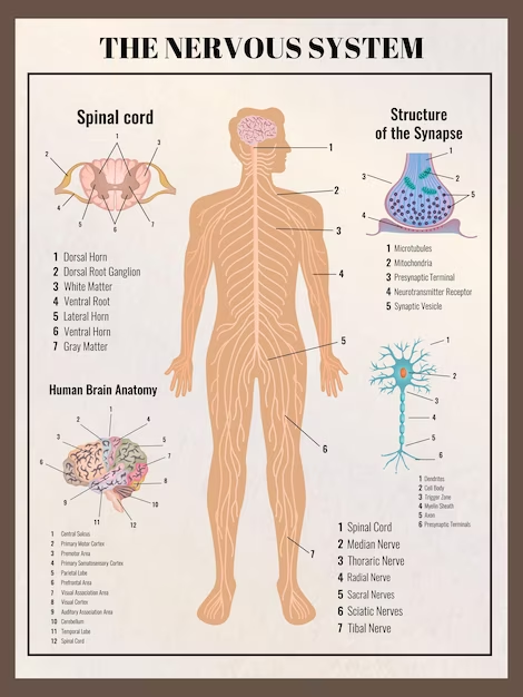 Функции симпатической и парасимпатической нервной системы: иллюстрация
